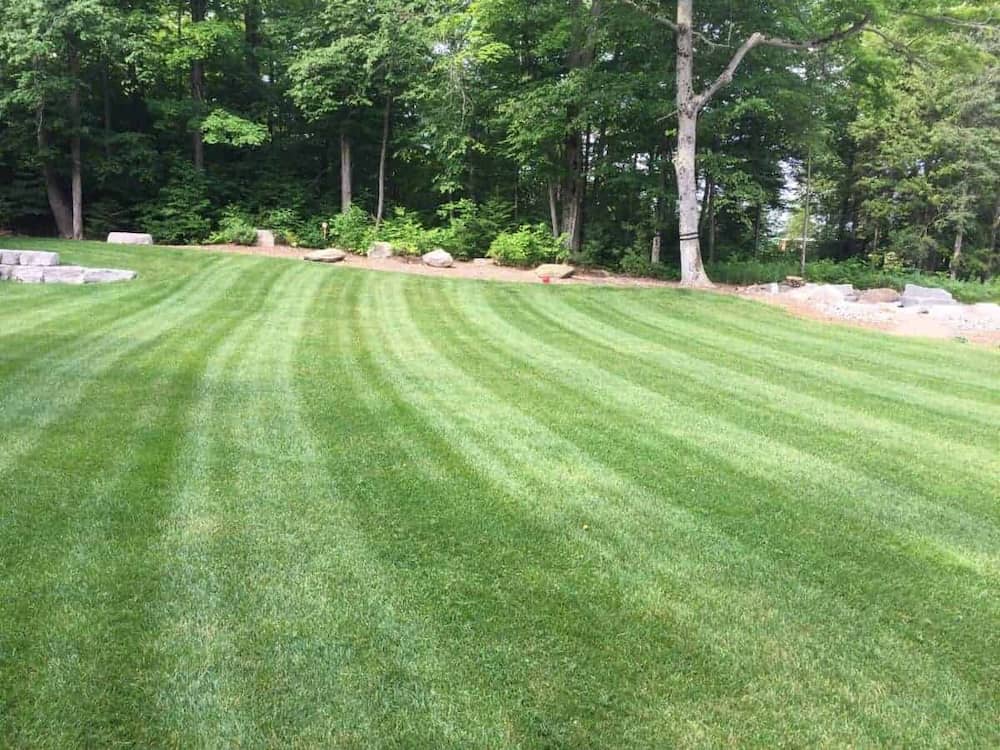 Does Ammonia Kill Grass? The Ultimate Guide To Help You Understand Better