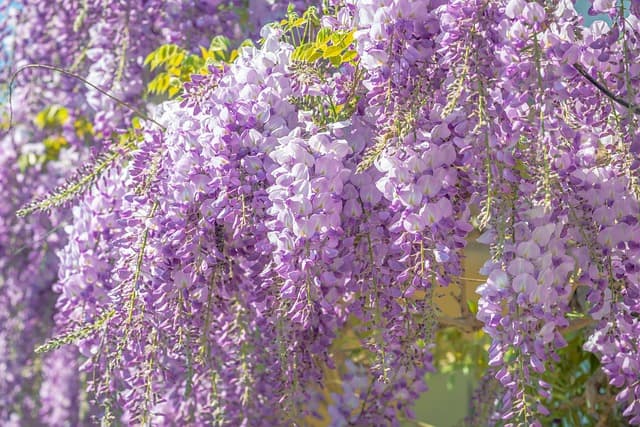 What Does Wisteria Smell Like? All You Want to Know