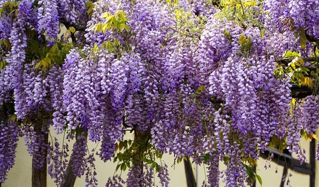 What Does Wisteria Smell Like All You Want to Know