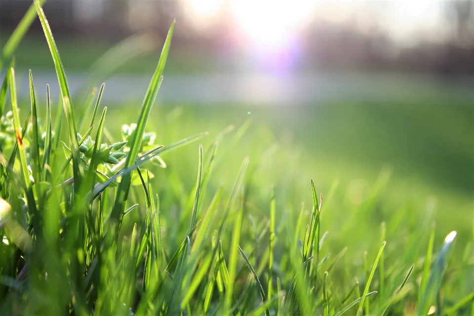 Will Ammonia Kill Grass? All You Want to Know
