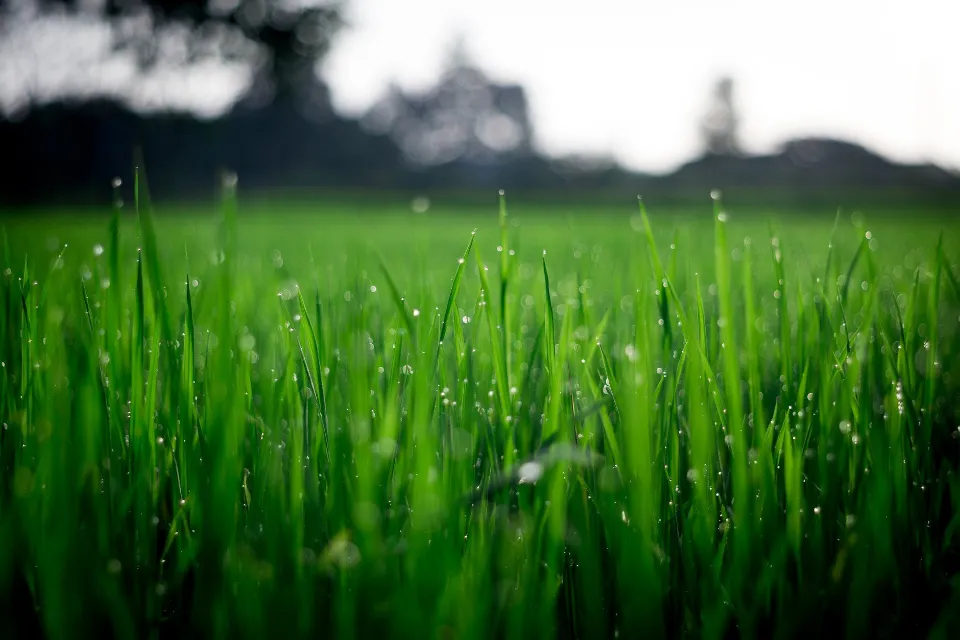 Will Ammonia Kill Grass? All You Want to Know