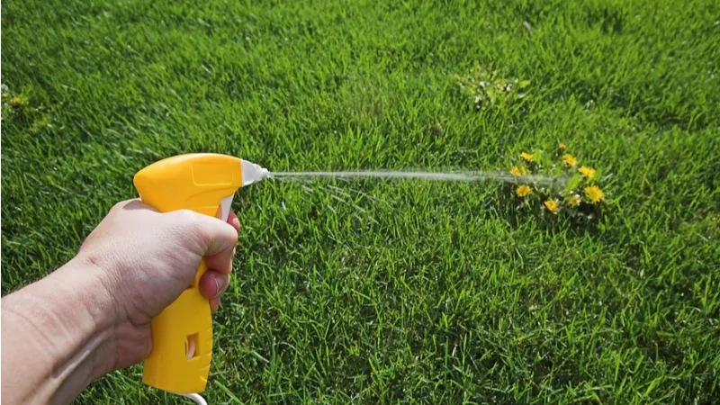 Will Ammonia Kill Grass? All You Want to Know