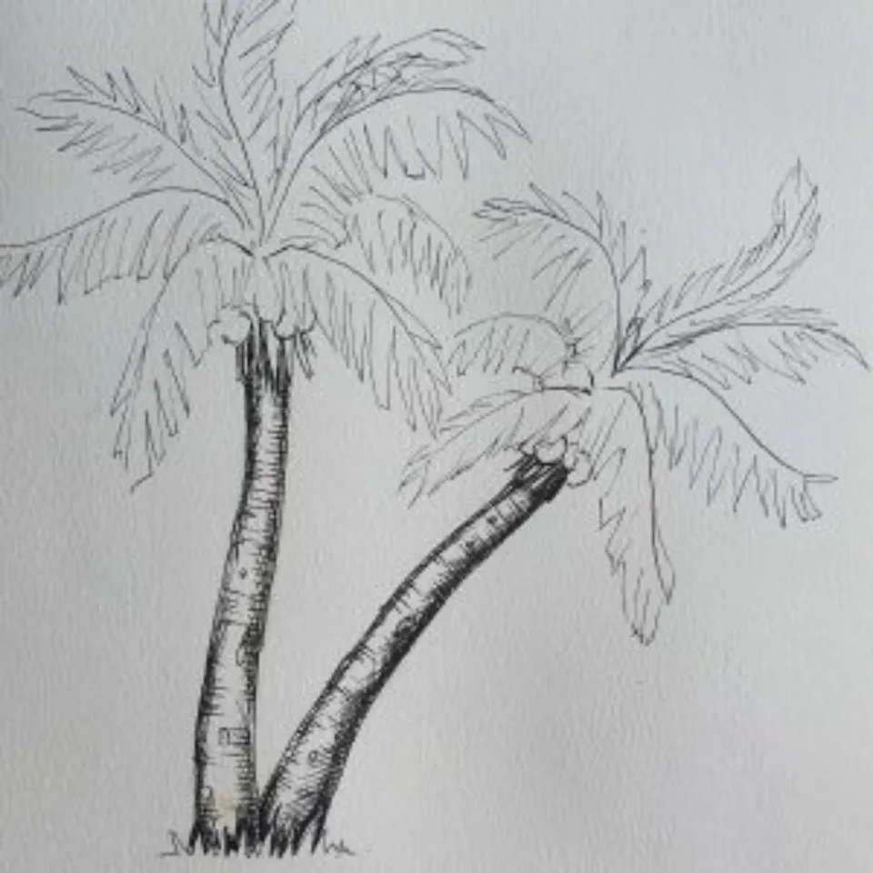 How to Draw a Palm Tree Step-by-step Guide