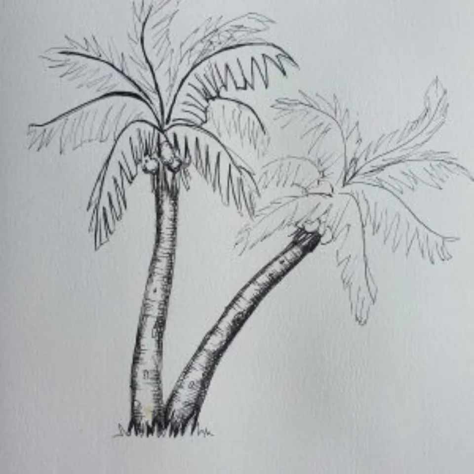 How to Draw a Palm Tree Step-by-step Guide